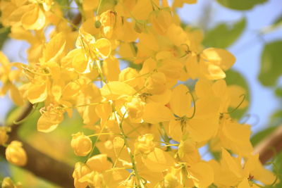 Close-up of yellow flowering plant