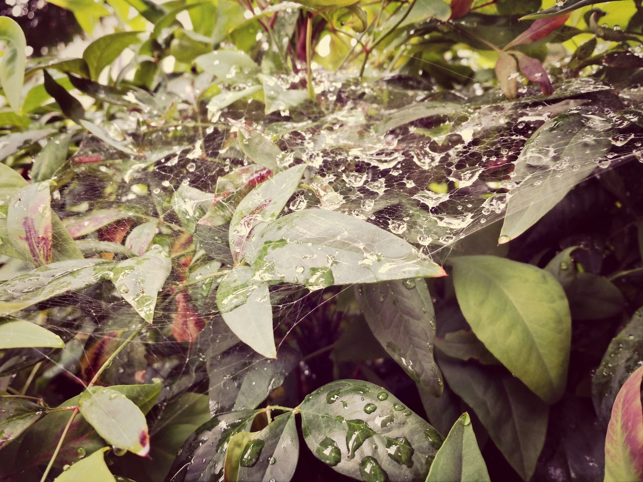 leaf, growth, leaves, plant, green color, full frame, nature, backgrounds, close-up, leaf vein, beauty in nature, freshness, natural pattern, high angle view, day, outdoors, wet, season, fragility, no people