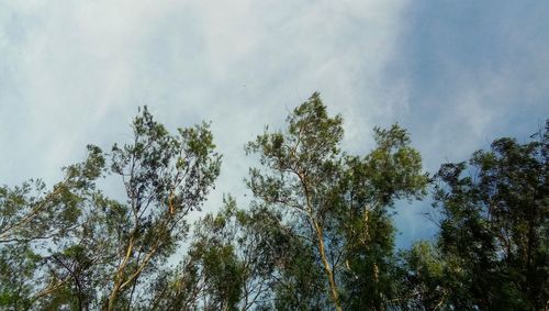 Low angle view of trees against sky