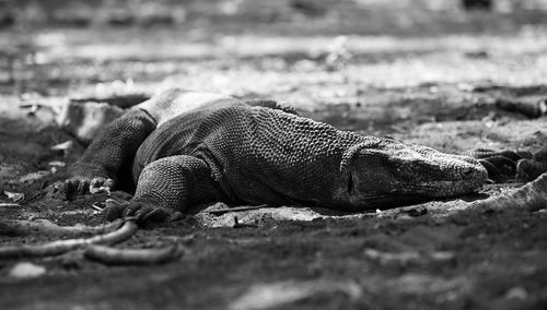 Side view of a reptile on field