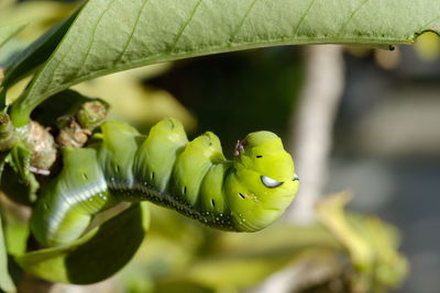 Close-up of insect on leaf