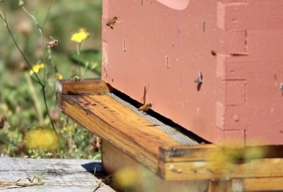 Close-up of bees on wood