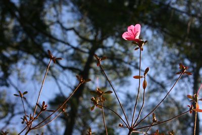 Close-up of flower against blurred background