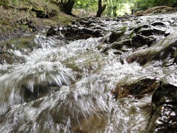 Trees growing in water