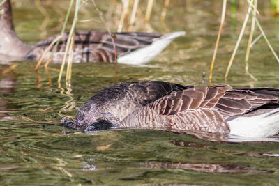 Ducks swimming in lake