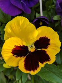 Close-up of yellow flowering plant