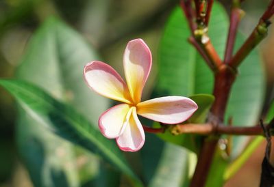 Close-up of frangipani blooming outdoors