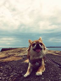 Portrait of dog sticking out tongue against sky