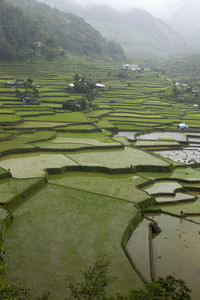 Scenic view of agricultural field