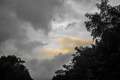 Low angle view of trees against sky