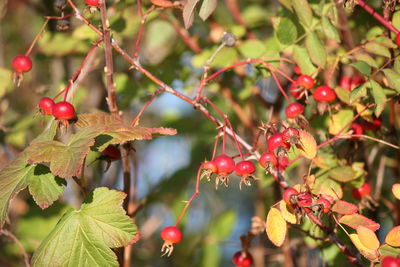 Close-up of cherries hanging on tree