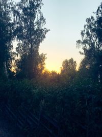 Trees on field against sky at sunset