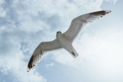 Low angle view of seagull flying