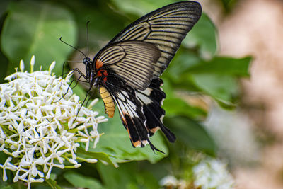 Close-up of butterfly pollinating on flower