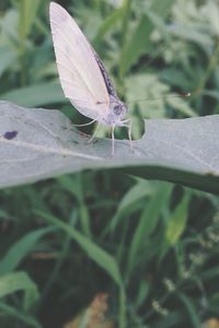 Close-up of butterfly on plant