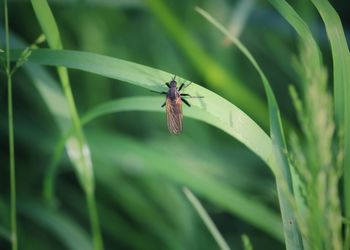 Close-up of insect on plant