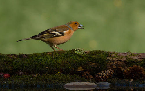 Close-up of bird perching on mossy wood