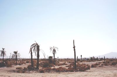 Dead palm trees on barren land