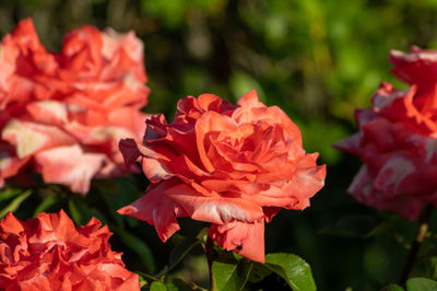 Close-up of red rose