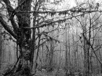 Low angle view of bare trees in forest during winter