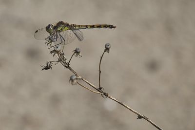 Close-up of dragonfly perching on twig