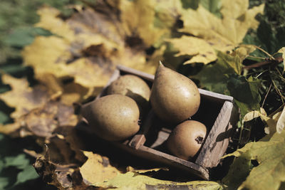 Close-up of fruits growing on tree