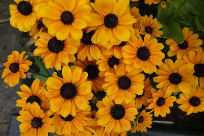 Full frame shot of yellow daisy flowers