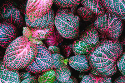 Full frame shot of pink for sale in market