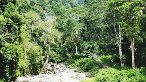 Scenic view of forest