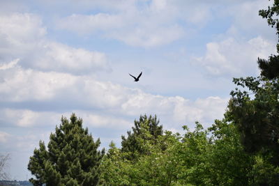 Low angle view of bird flying in sky