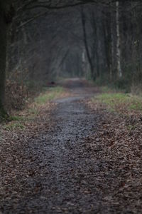 Surface level of dirt road along trees