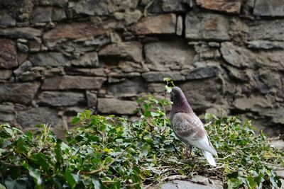 Bird perching on wall