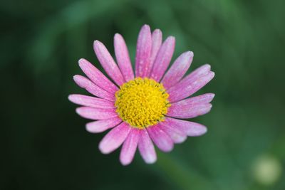 Close-up of pink flower