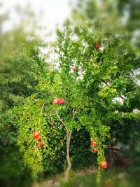 Close-up of fruits growing on tree