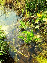 High angle view of leaf floating on lake