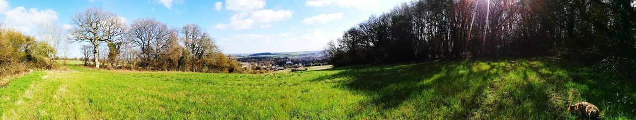 Panoramic shot of grass and trees against sky