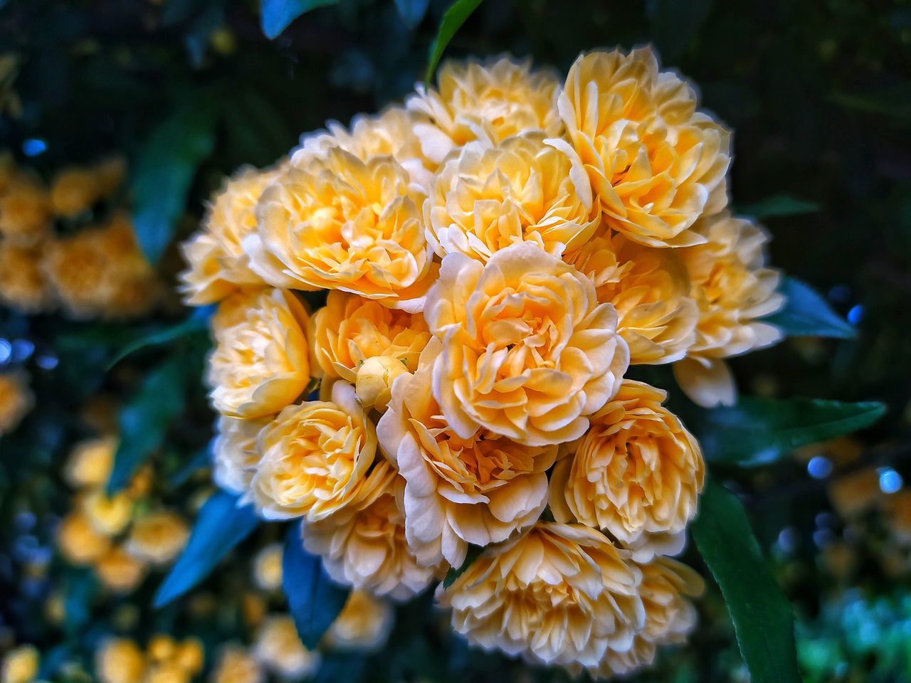 CLOSE-UP OF YELLOW FLOWER IN WATER