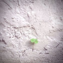 Close-up of plant on sand