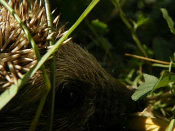 Close-up of lizard