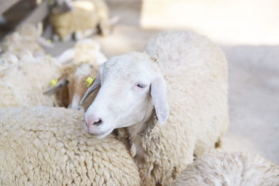 Close-up of a sheep