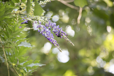 Close-up of purple flowering plant