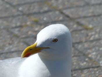 Close-up of bird