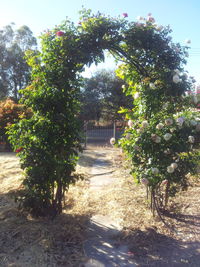 Footpath amidst trees