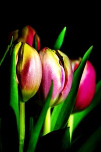 Close-up of pink flowers