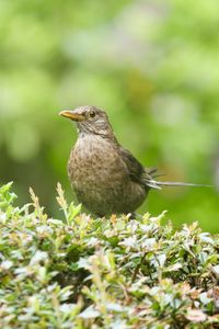 Bird perching on a plant