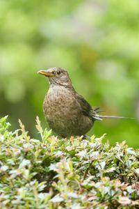 A female blackbird