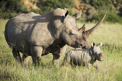 Rhinoceros on field