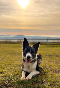 Dog running on field