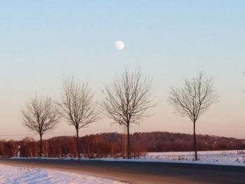 Bare trees on snow covered landscape