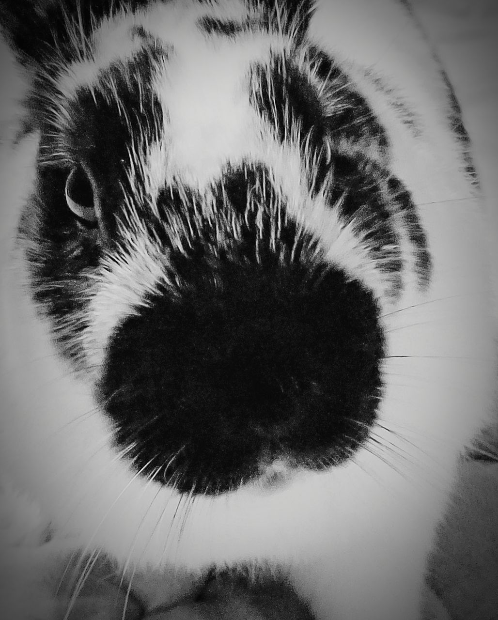 CLOSE-UP PORTRAIT OF CAT ON FLOOR